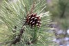 Crimean Pine - Photo (c) Динасафина, some rights reserved (CC BY-NC), uploaded by Динасафина