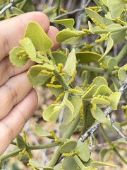 Phoradendron coryae, photograph (c) Ian McFaul, some rights reserved (CC BY)