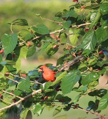 Cardinalis cardinalis