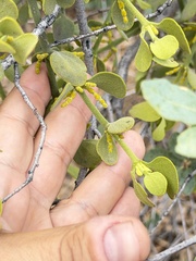 Phoradendron coryae, photograph (c) Ian McFaul, some rights reserved (CC BY)