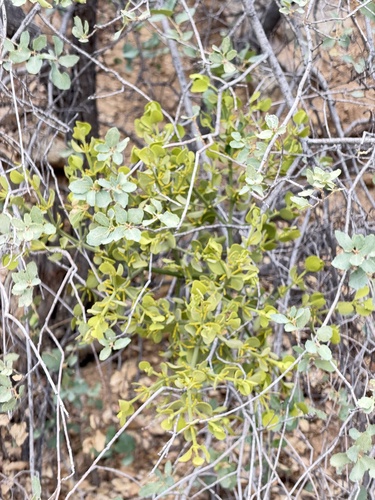 Phoradendron coryae, photograph 5