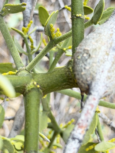 Phoradendron coryae, photograph 6