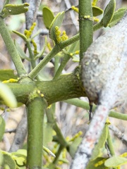 Phoradendron coryae, photograph (c) Ian McFaul, some rights reserved (CC BY)