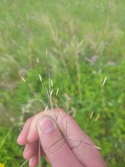 Stipa lessingiana, photograph (c) Dmitriy Bochkov, some rights reserved (CC BY)