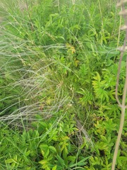 Stipa lessingiana