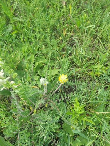 Astragalus dasyanthus, photograph 4