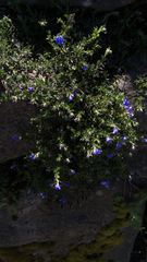 Glandora prostrata