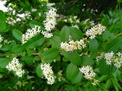 Ligustrum sinense