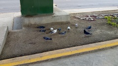 Columba livia