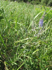 Veronica spuria
