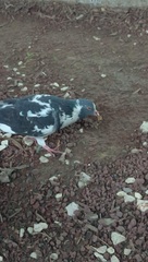 Columba livia