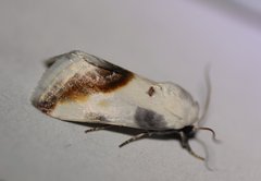Tarache cretata