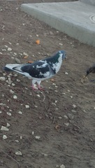 Columba livia