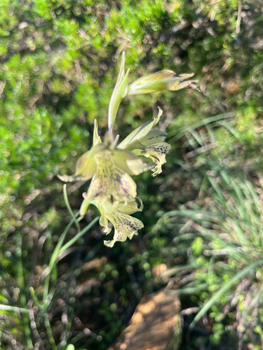 Gladiolus recurvus