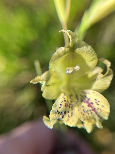 Gladiolus recurvus, photograph 5