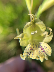 Gladiolus recurvus, photograph (c) André Deschodt, some rights reserved (CC BY)