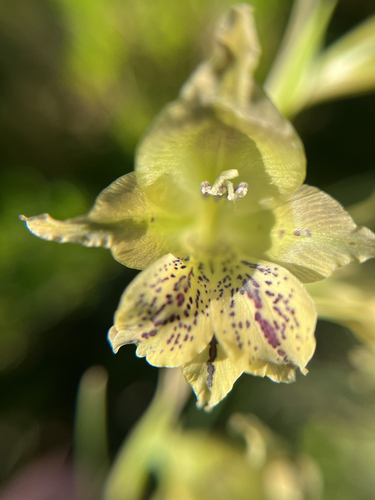 Gladiolus recurvus, photograph 2