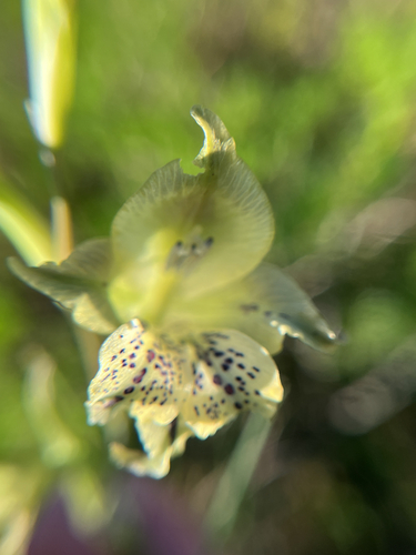 Gladiolus recurvus, photograph 4