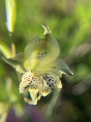 Gladiolus recurvus, photograph (c) André Deschodt, some rights reserved (CC BY)