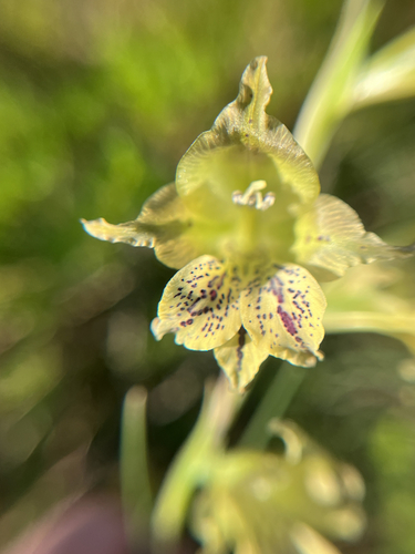 Gladiolus recurvus, photograph 3