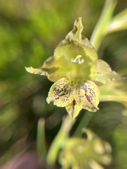 Gladiolus recurvus, photograph (c) André Deschodt, some rights reserved (CC BY)