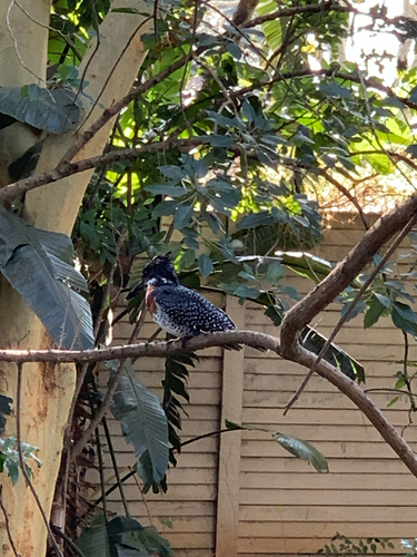 iNaturalist image