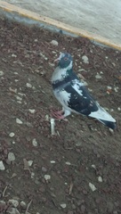 Columba livia