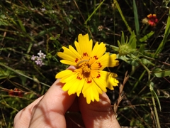 Coreopsis nuecensis