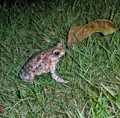 Rhinella humboldti