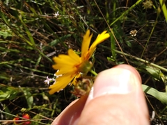 Coreopsis nuecensis