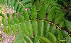 Ailanthus altissima
