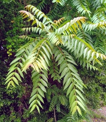 Ailanthus altissima