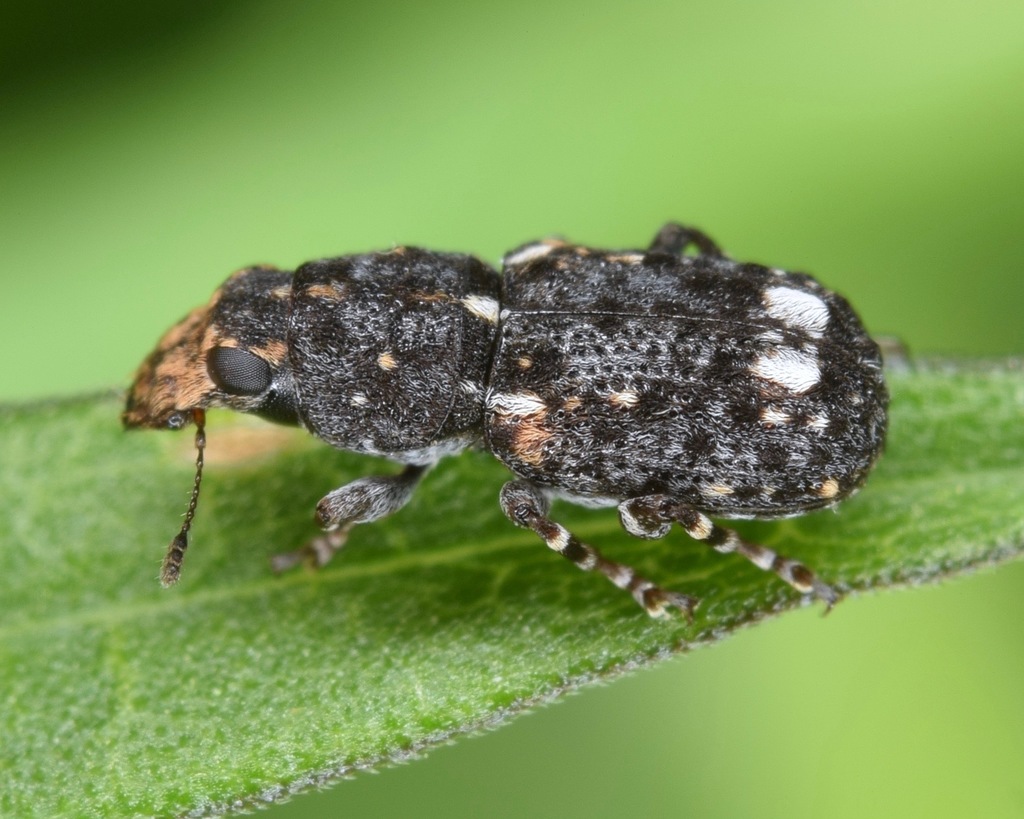 Goniocloeus