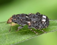 Goniocloeus bimaculatus