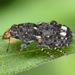 Goniocloeus - Photo (c) skitterbug,  זכויות יוצרים חלקיות (CC BY), הועלה על ידי skitterbug