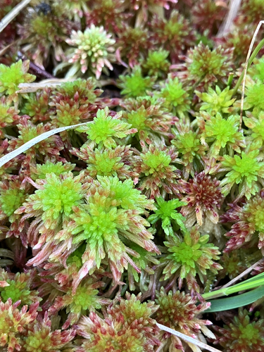 Sphagnum quinquefarium observed 2026-07-11