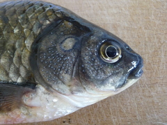 Prussian Carp photo 4