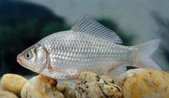 Prussian Carp photo 5
