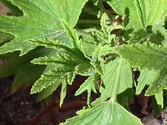 Pelargonium citronellum