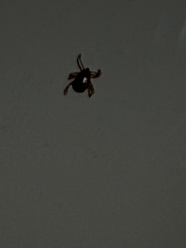 American Dog Tick