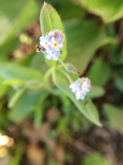 Myosotis stricta