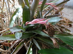 Aechmea pineliana