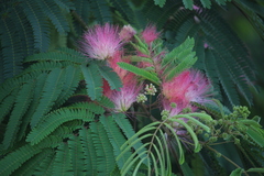 Albizia julibrissin