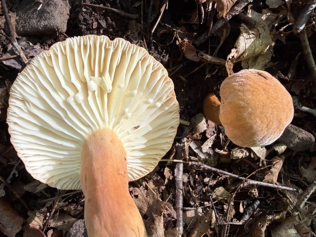 hygrophorus milkcap · July 2026 · photo: Photo: (c) Fluff Berger, some rights reserved (CC BY-SA) · iNaturalist