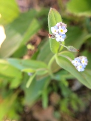 Myosotis stricta