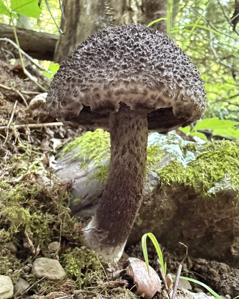 Old-man-of-the-woods · July 2026 · photo: Photo: (c) Fluff Berger, some rights reserved (CC BY-SA) · iNaturalist