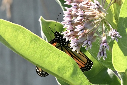 Migratory Monarch