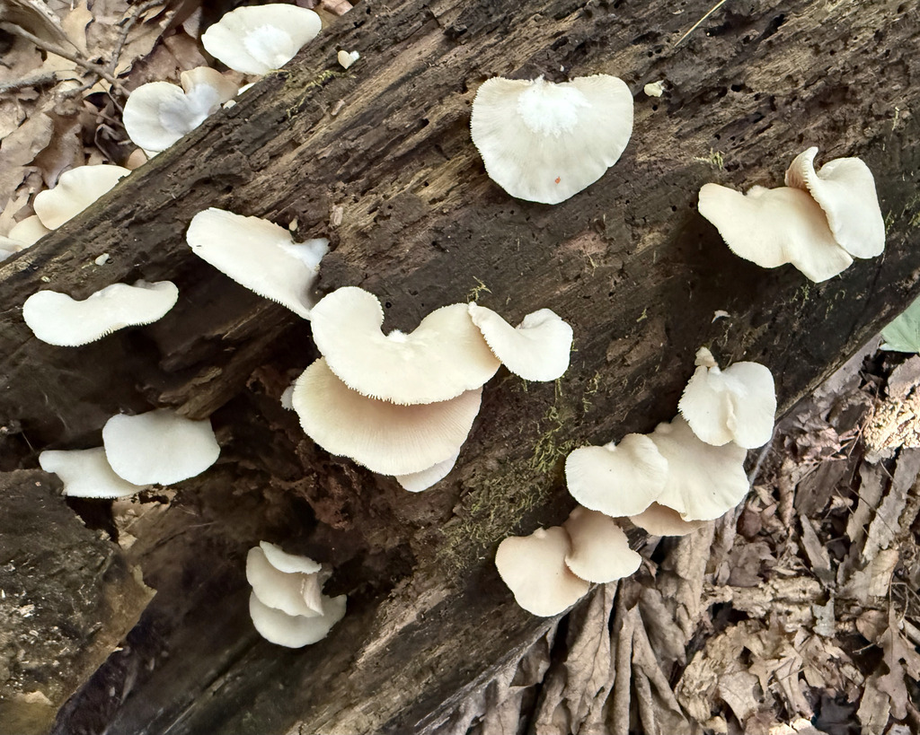 Flat Crep · July 2026 · photo: Photo: (c) Fluff Berger, some rights reserved (CC BY-SA) · iNaturalist