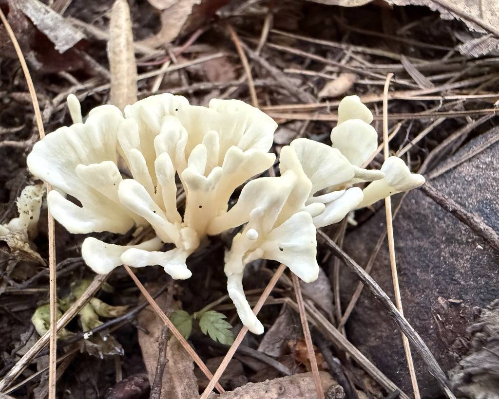 jellied false coral fungus · July 2026 · photo: Photo: (c) Fluff Berger, some rights reserved (CC BY-SA) · iNaturalist
