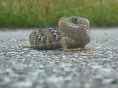 Texas Alligator Lizard photo 4